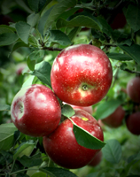 Click to enlarge photo of Organic Apple Picking